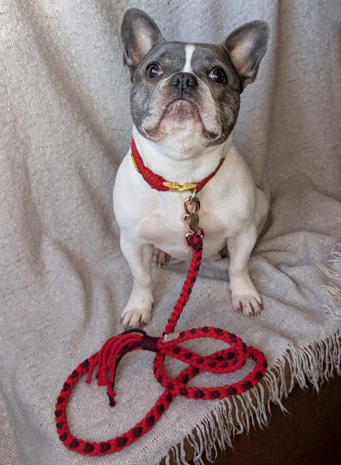 Heart Pattern Red Valentine's Day Make Your Own Dog Lead Craft Kit